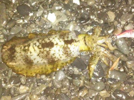 アオリイカ　釣れるけど小さいのばかり